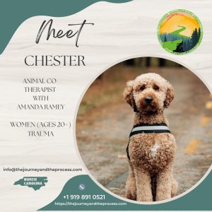 animal assisted therapy