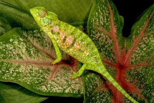 chameleon family role